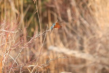 カワセミ 舞岡公園 2024年1月7日(日)