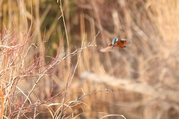 2024年1月7日(日) 舞岡公園の野鳥観察記録