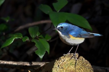 Red-flanked Bluetail 飯能市 Mon, 1/8/2024