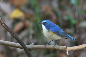 Red-flanked Bluetail 飯能市 Mon, 1/8/2024