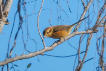 Bull-headed Shrike Tokyo Port Wild Bird Park Mon, 1/8/2024