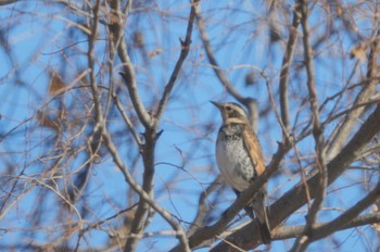 Dusky Thrush Tokyo Port Wild Bird Park Mon, 1/8/2024