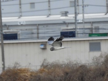 ハイイロチュウヒ 鍋田干拓地 2024年1月8日(月)