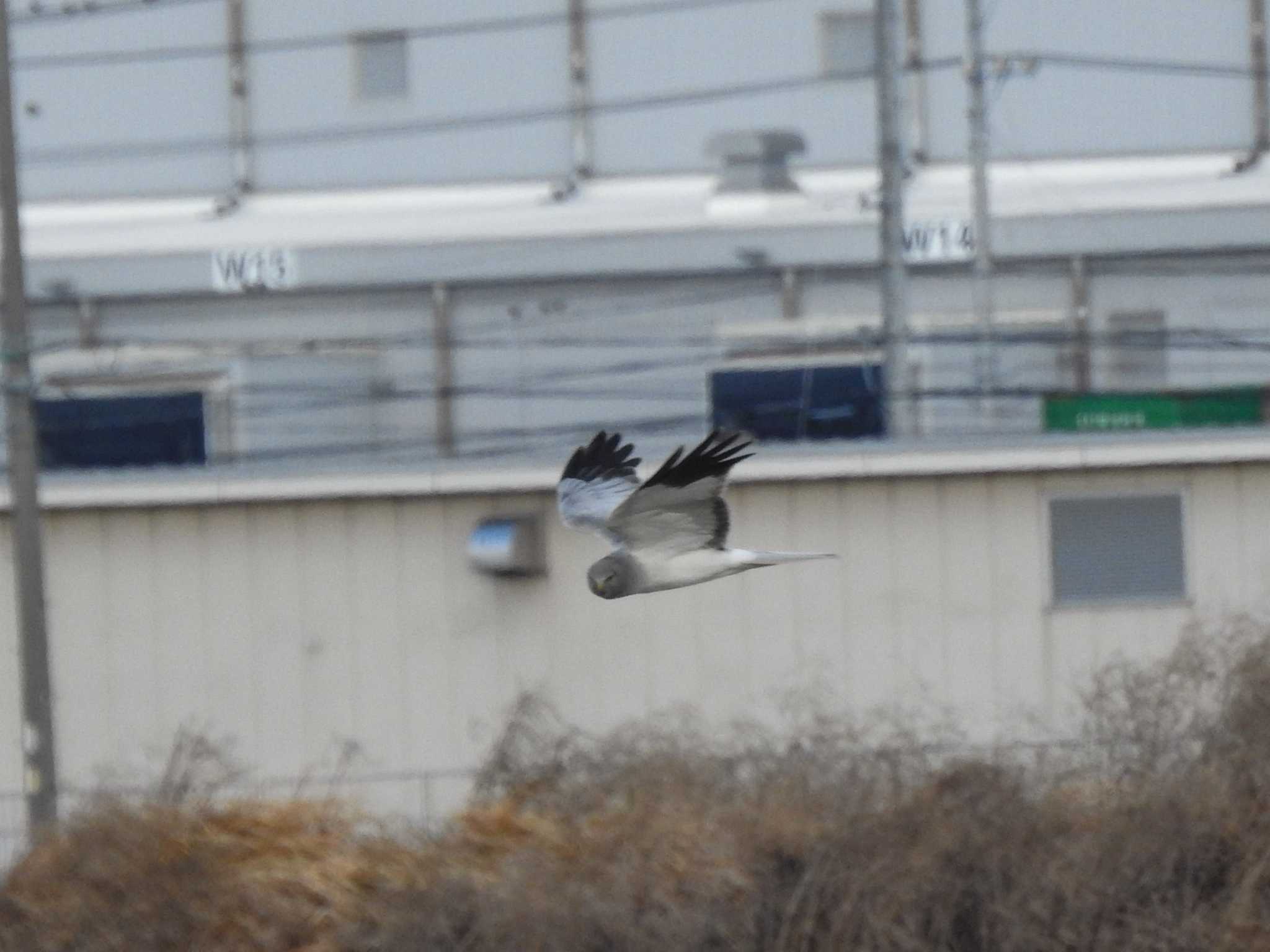 Photo of Hen Harrier at Nabeta Reclaimed land by どらお
