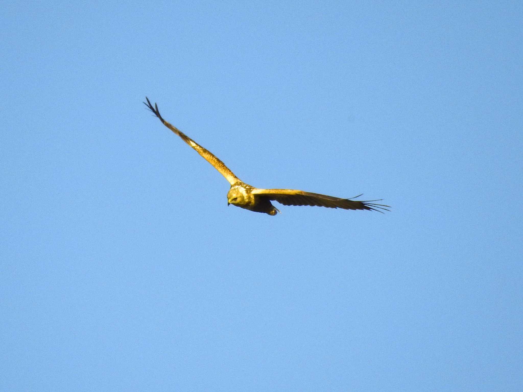 Photo of Eastern Marsh Harrier at Nabeta Reclaimed land by どらお