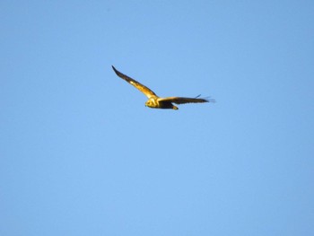 2024年1月8日(月) 鍋田干拓地の野鳥観察記録