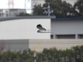 ハイイロチュウヒ 鍋田干拓地 2024年1月8日(月)