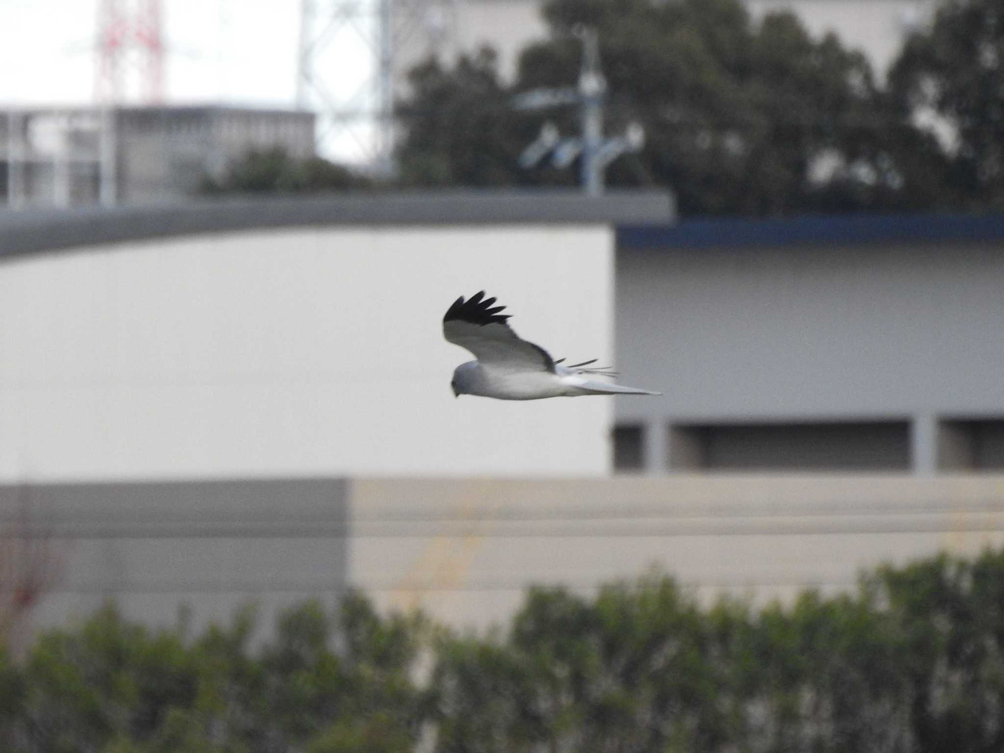 Hen Harrier