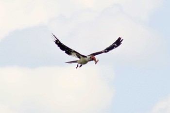 Von der Decken's Hornbill Amboseli National Park Thu, 12/28/2023