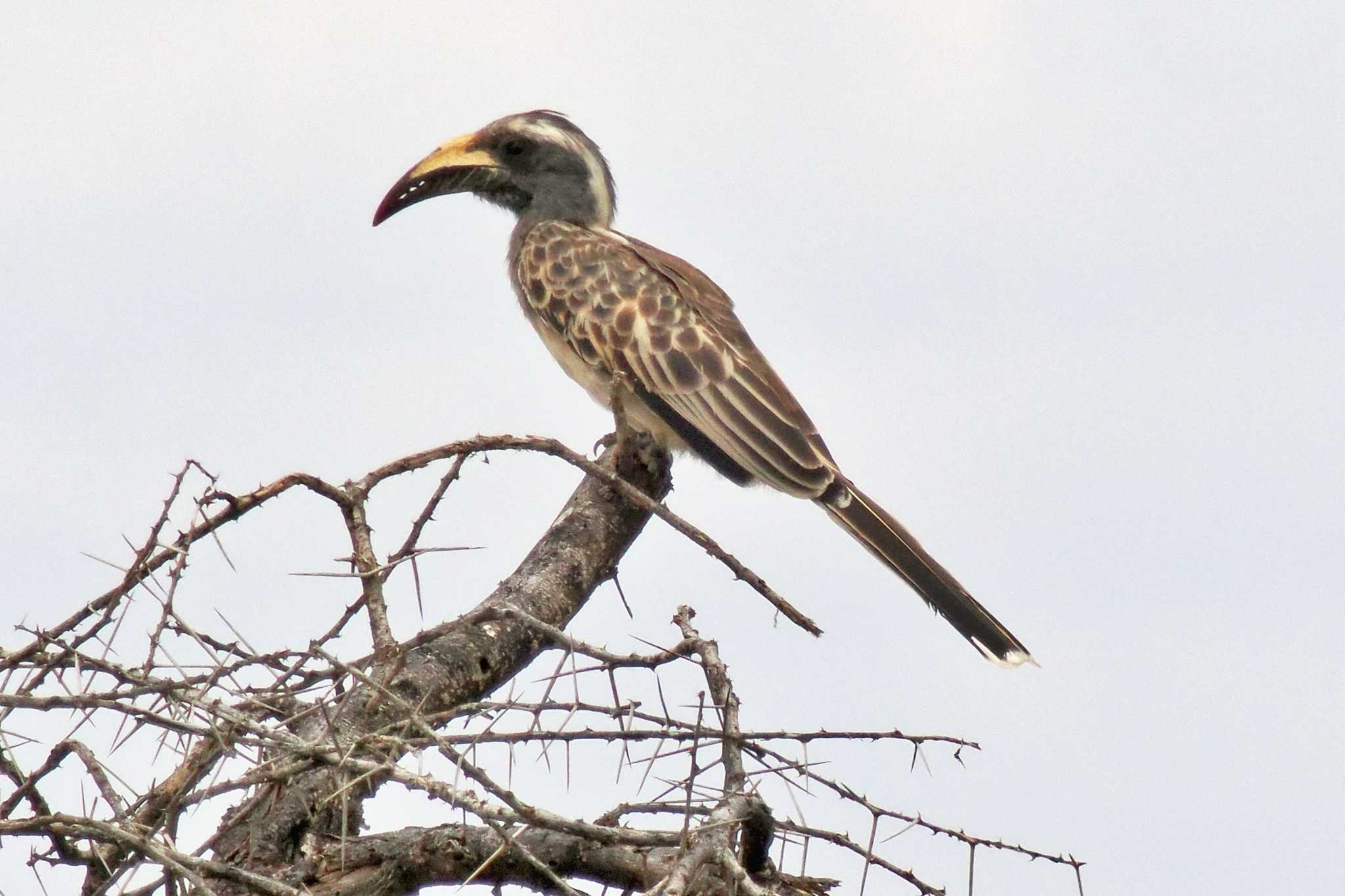 Photo of African Grey Hornbill at Amboseli National Park by 藤原奏冥