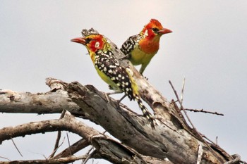 Red-and-yellow Barbet