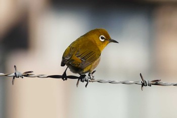 Warbling White-eye 東京都 Sat, 1/6/2024