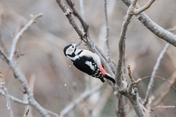 Great Spotted Woodpecker Unknown Spots Wed, 1/3/2024