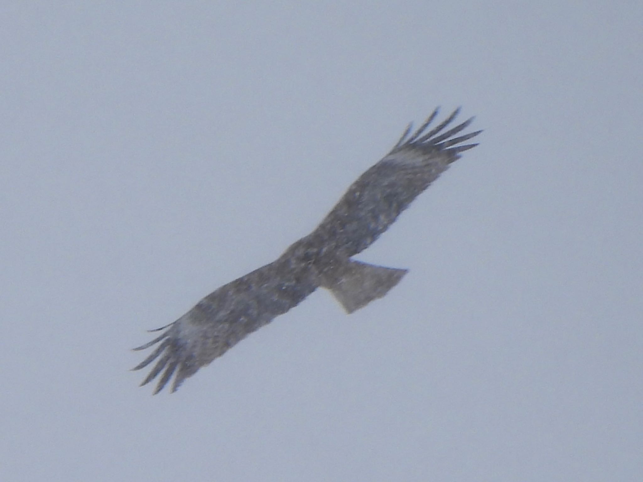 Black Kite