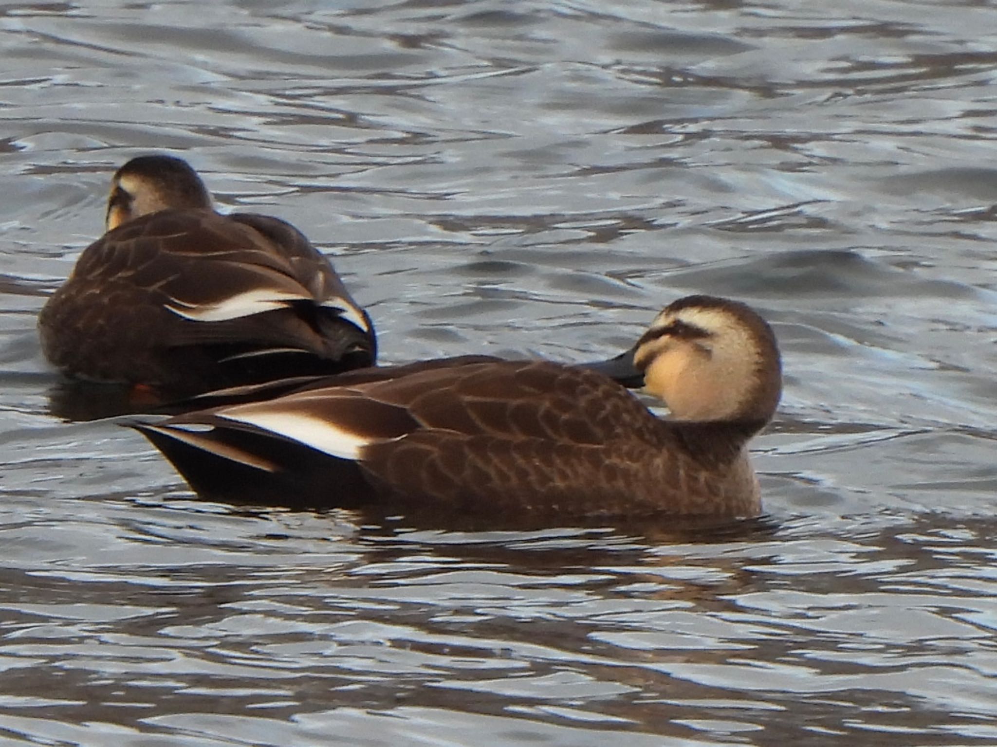 Eastern Spot-billed Duck