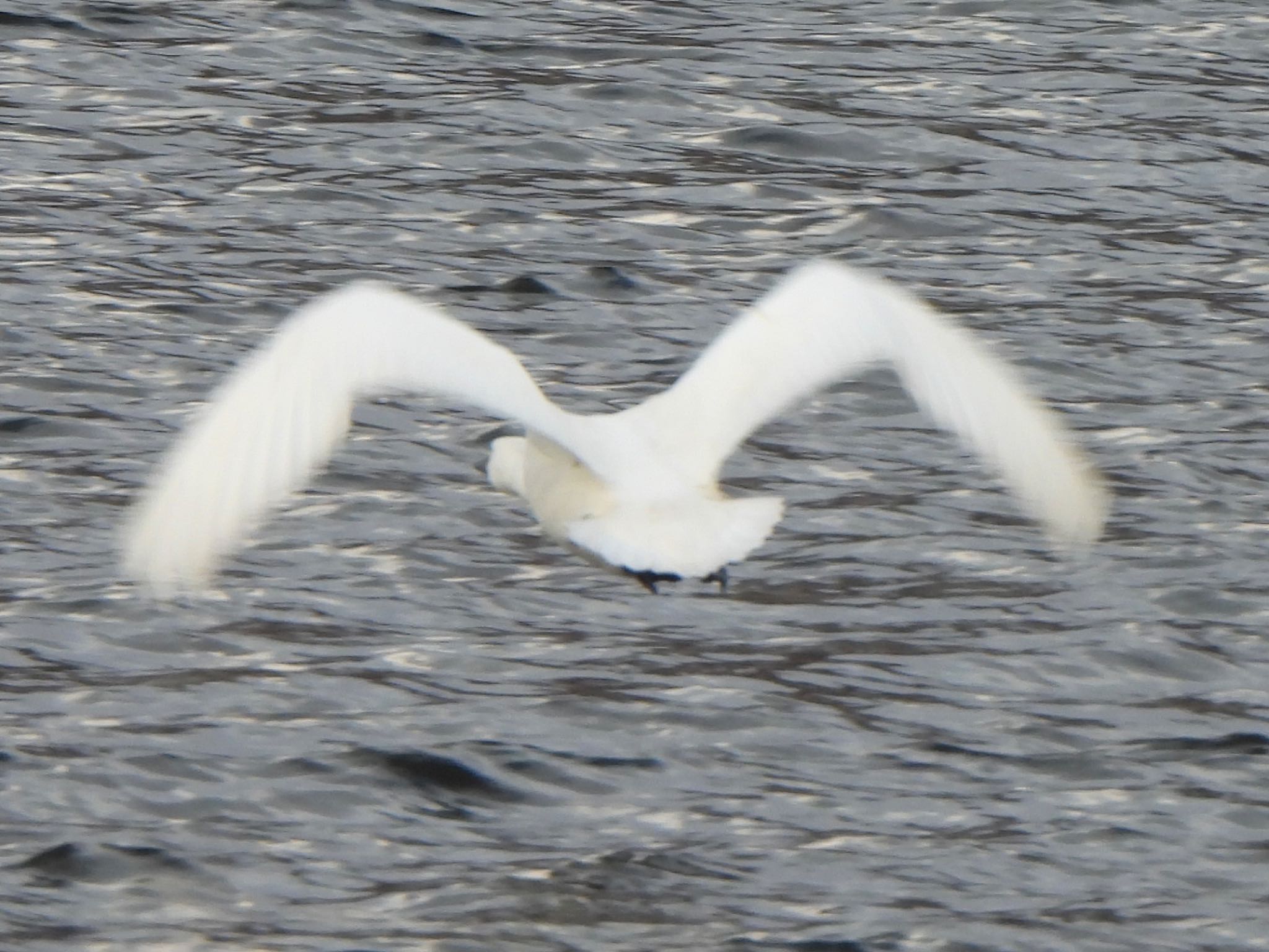 Photo of Tundra Swan at 山形県鶴岡市 by ツピ太郎