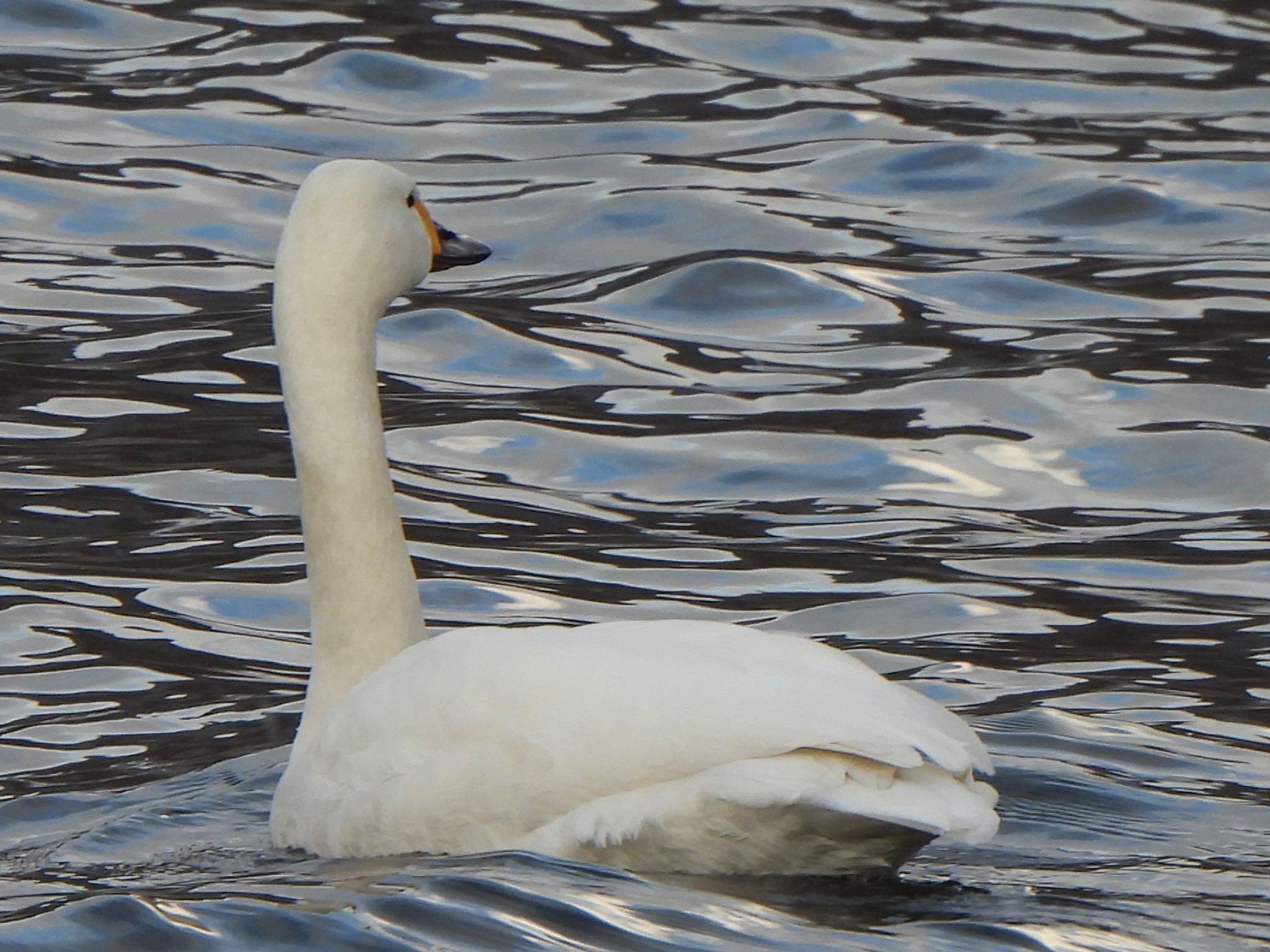 Tundra Swan