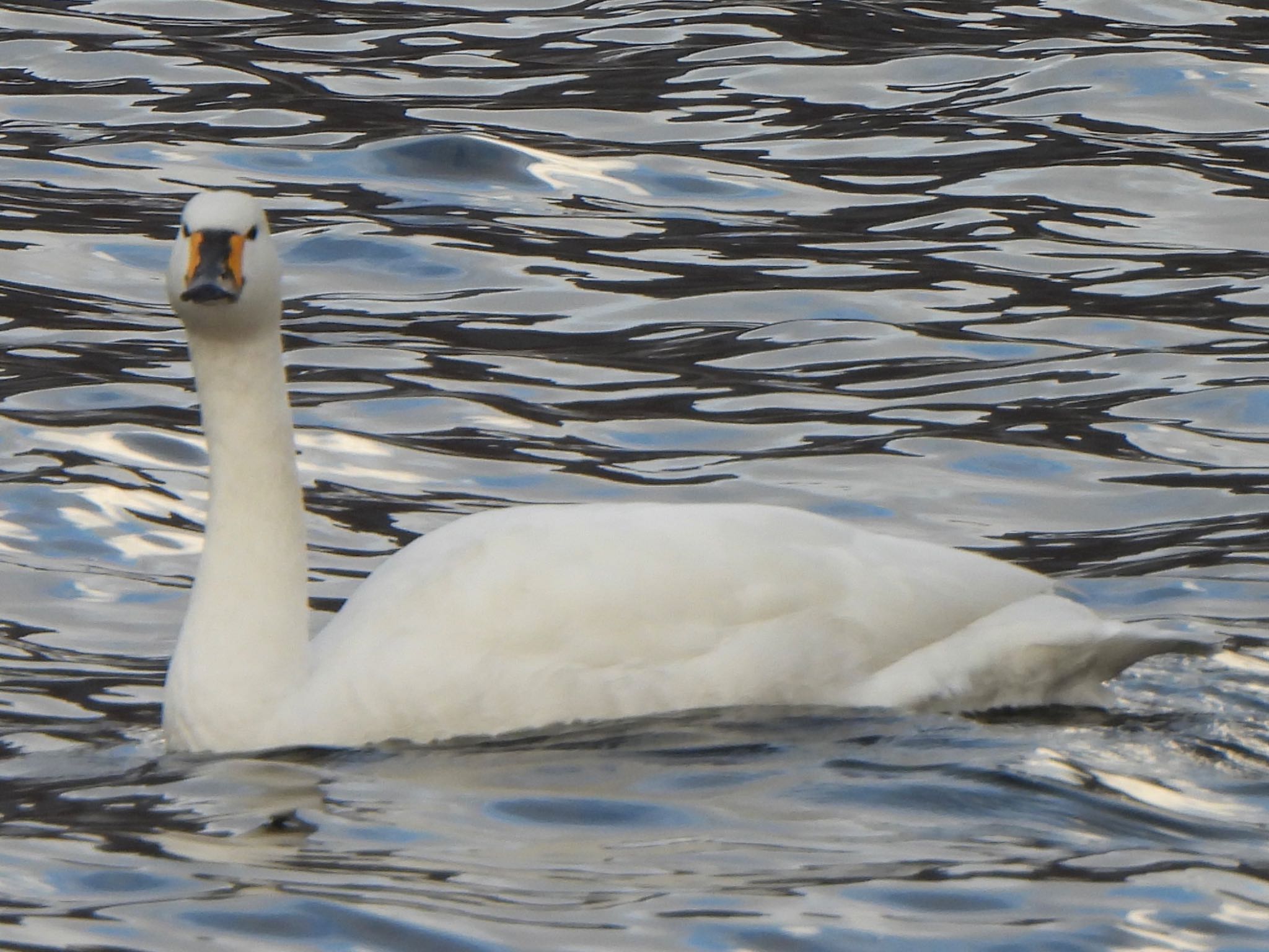 Tundra Swan