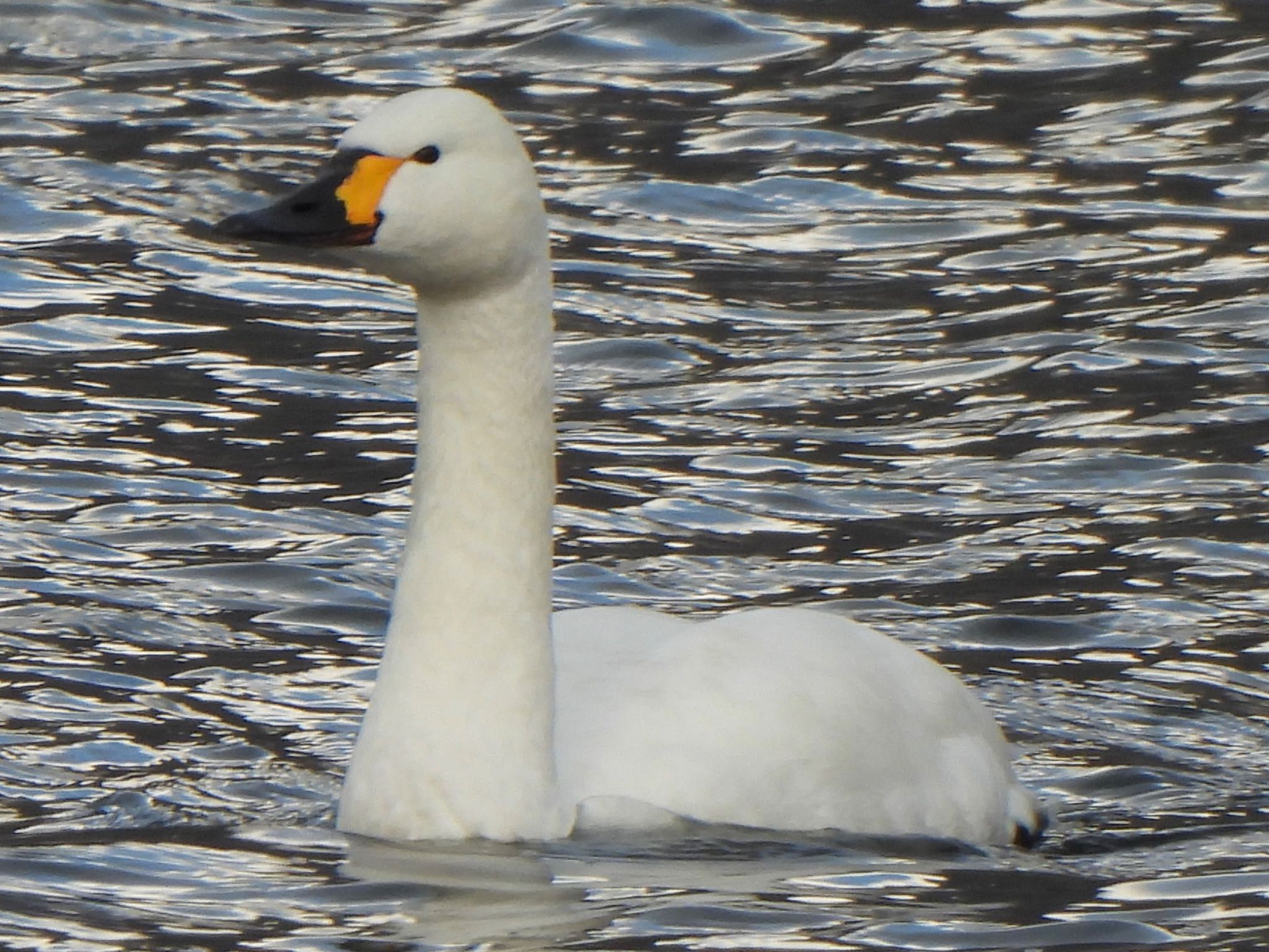 Tundra Swan