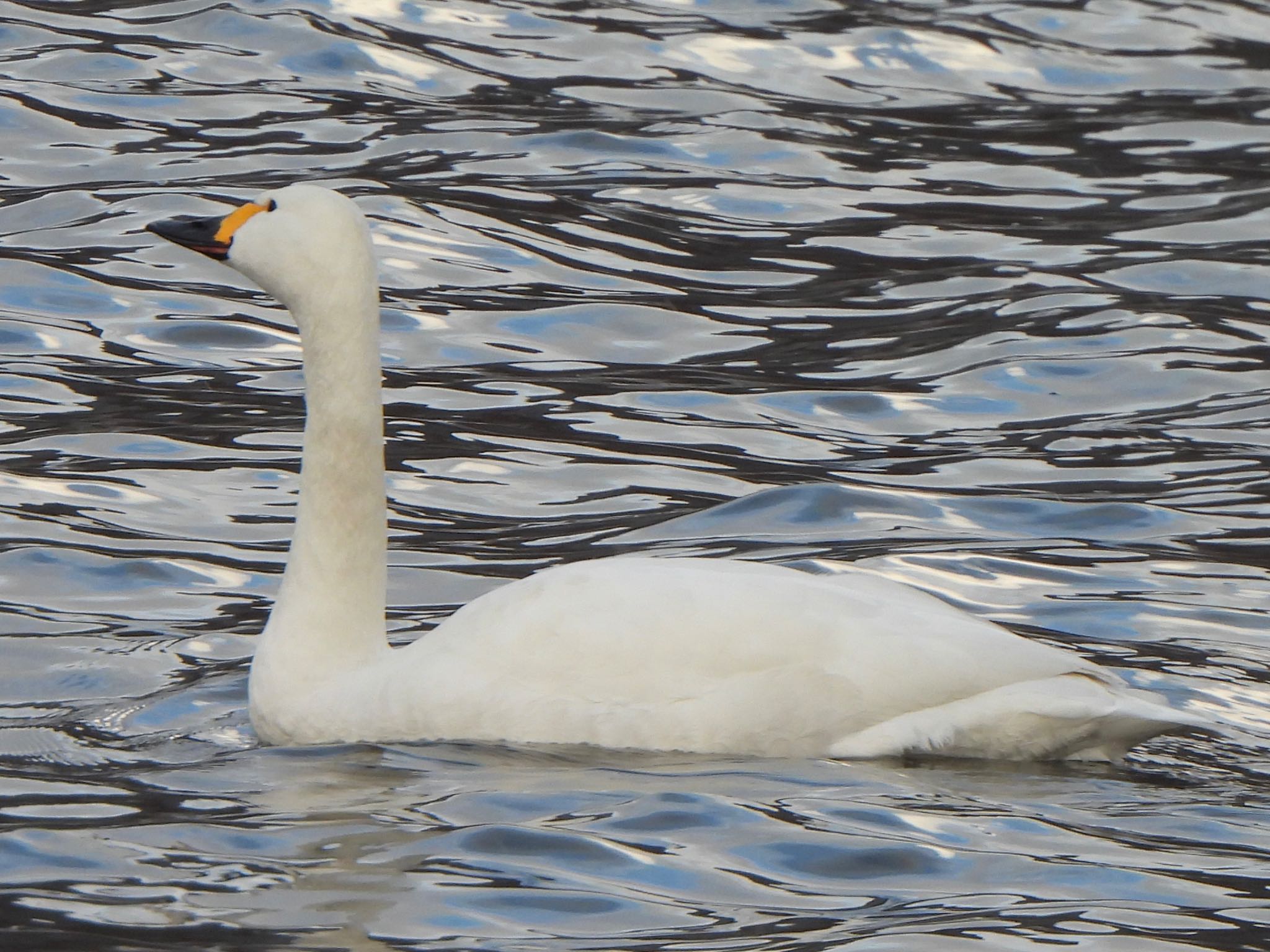 Tundra Swan