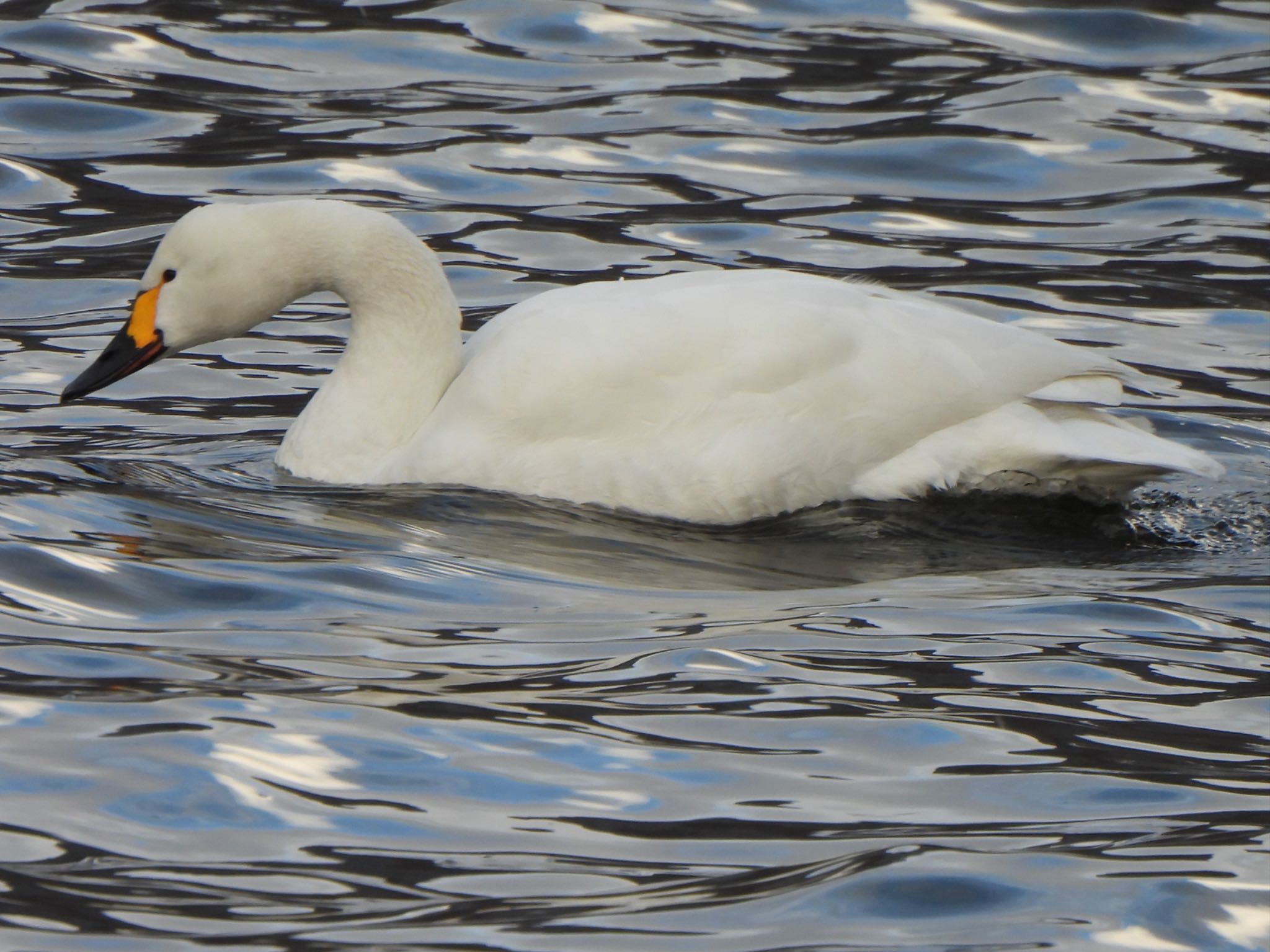 Tundra Swan