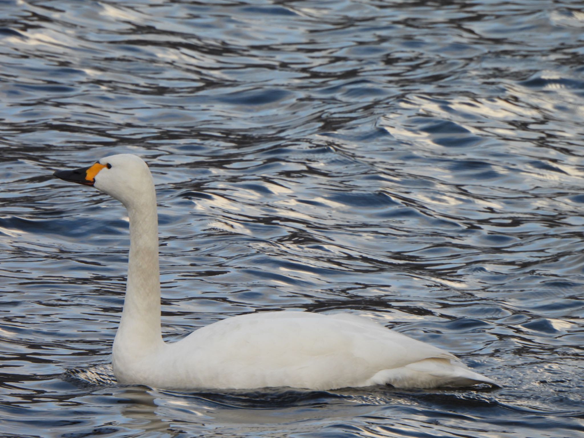 Tundra Swan