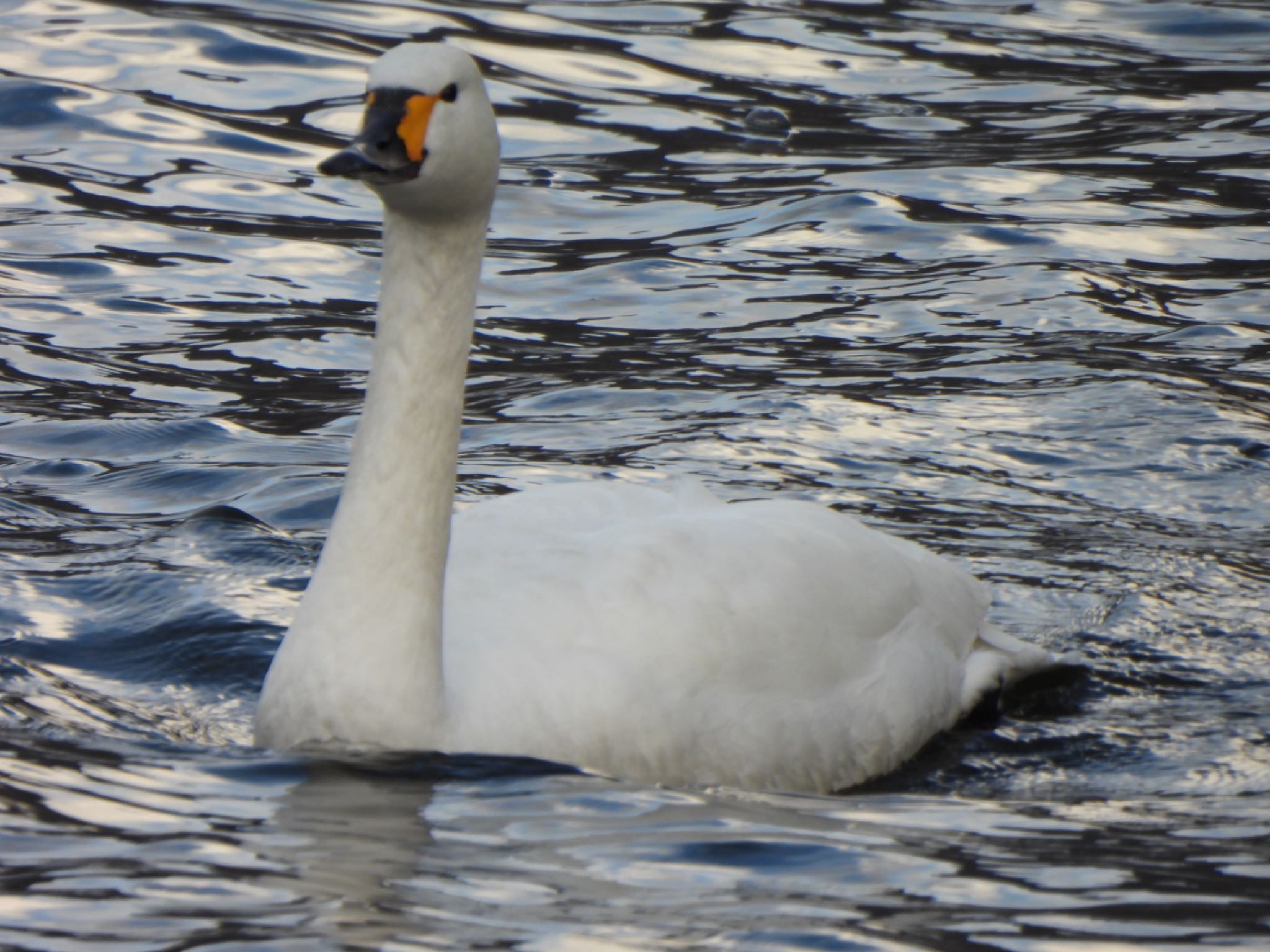 Tundra Swan