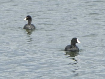 2018年10月29日(月) 浅野川河口の野鳥観察記録