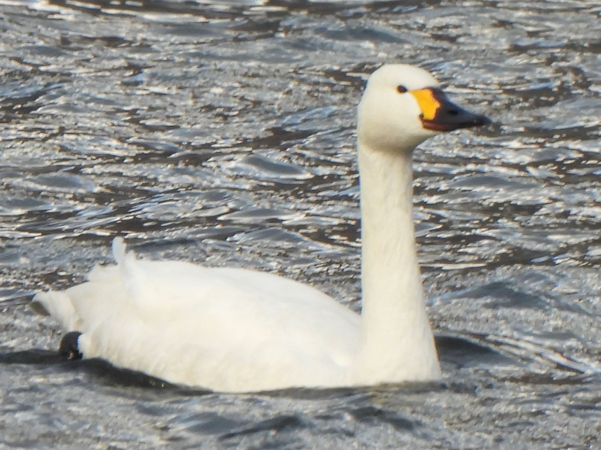 Photo of Tundra Swan at 山形県鶴岡市 by ツピ太郎