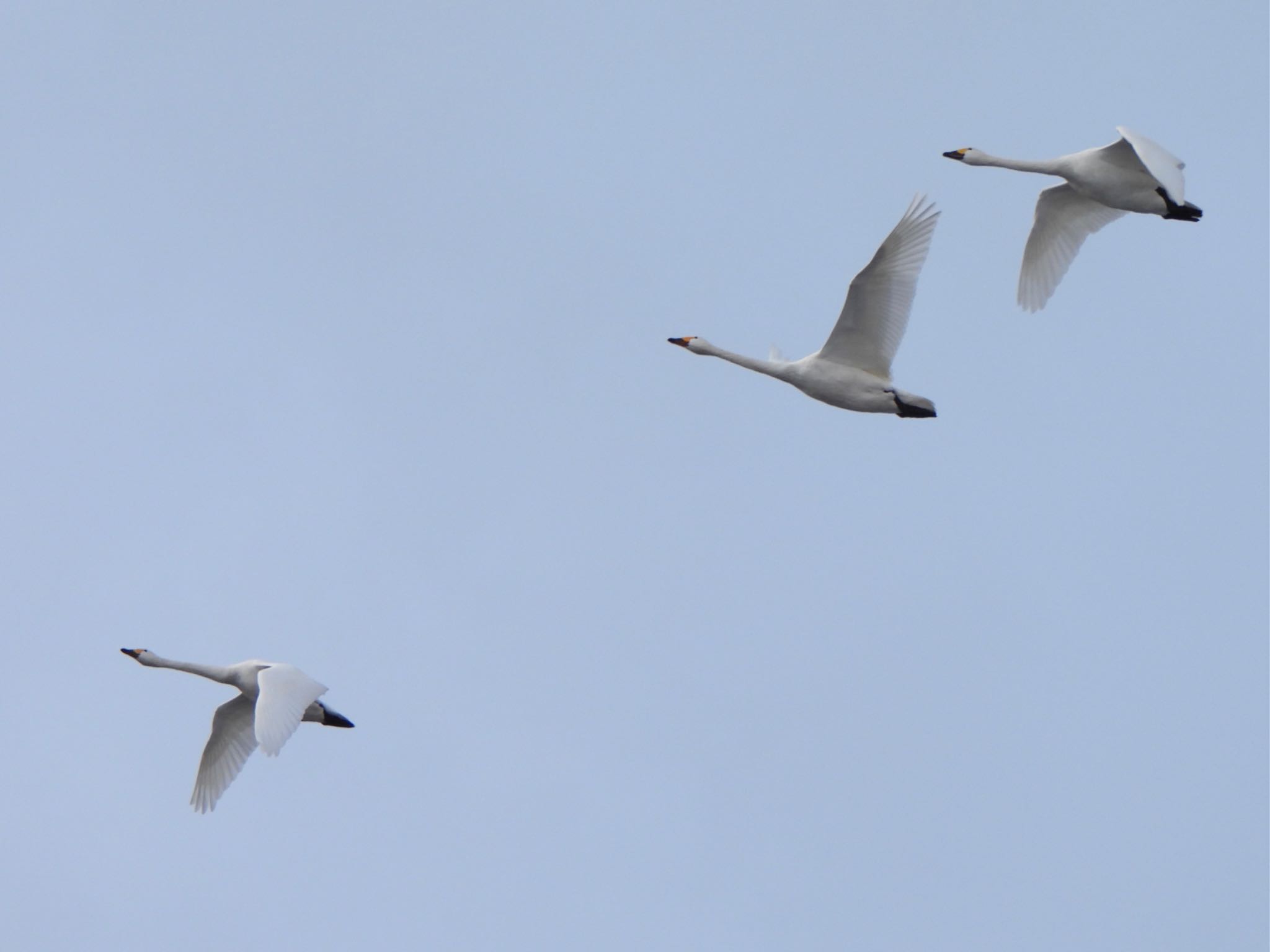 Tundra Swan