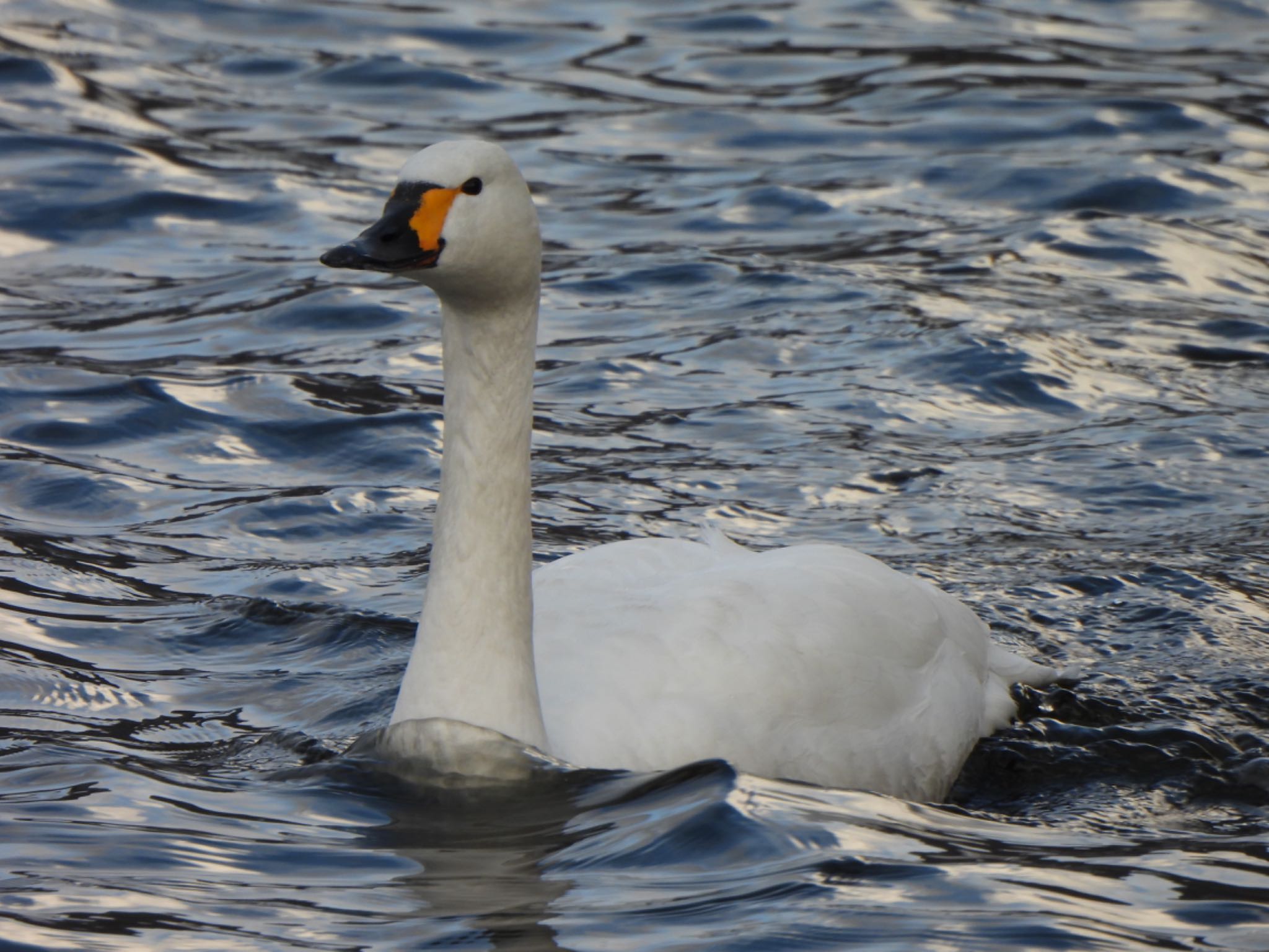 Tundra Swan