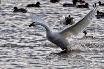 Tundra Swan(columbianus) 東庄県民の森 Wed, 1/3/2024