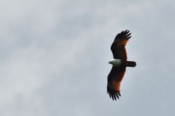 Brahminy Kite Sepilok--Rainforest Discovery Center Fri, 10/20/2023