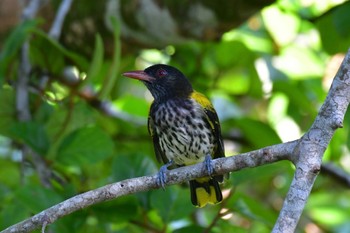 Dark-throated Oriole Sepilok--Rainforest Discovery Center Sat, 10/21/2023