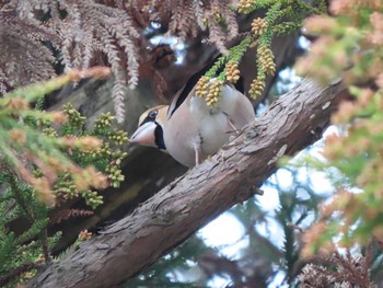 2024年1月8日(月) 奈良公園の野鳥観察記録