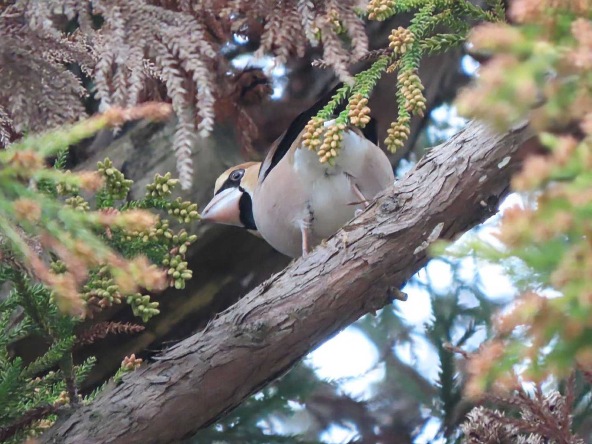 Photo of Hawfinch at Nara Park by あなちゃん