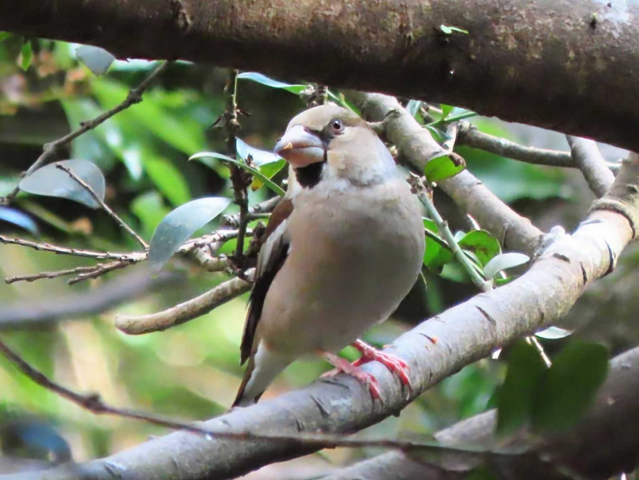 Hawfinch