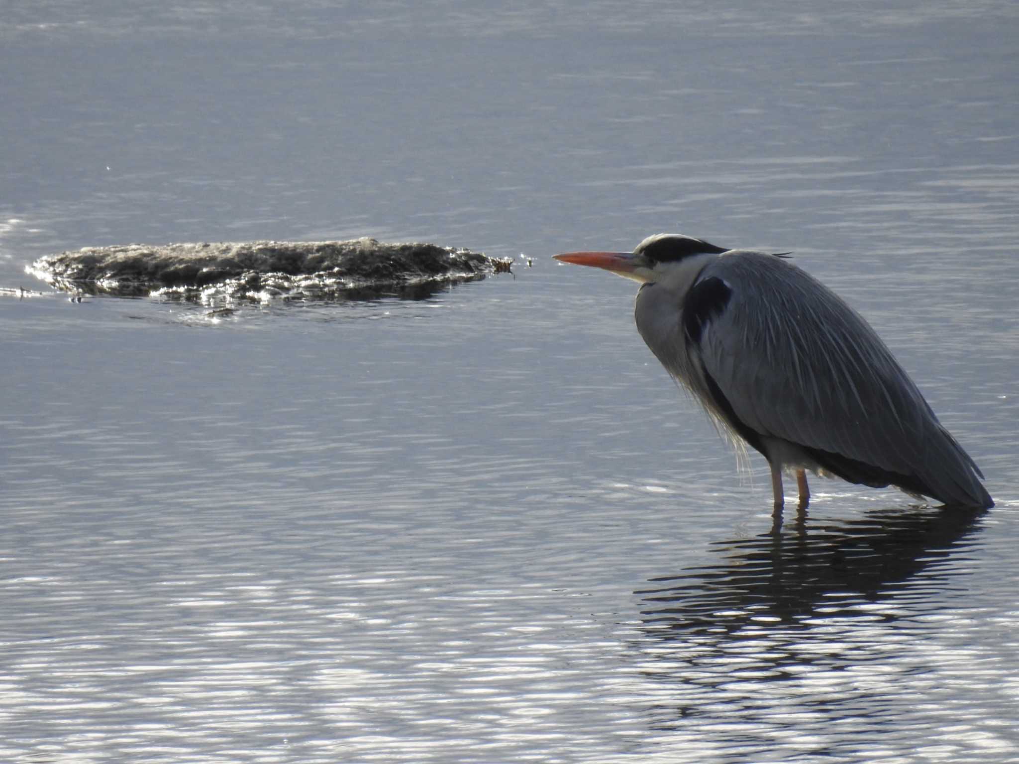 Photo of Grey Heron at 京都・高野川 by hideneil