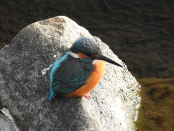 Common Kingfisher 京都・高野川 Unknown Date