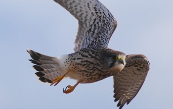 2024年1月8日(月) 恩智川治水緑地の野鳥観察記録