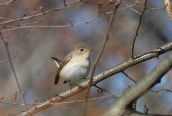 Red-breasted Flycatcher 東京都 Sun, 1/7/2024