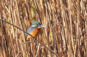 2024年1月8日(月) 東京港野鳥公園の野鳥観察記録