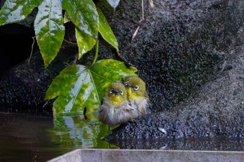 Warbling White-eye 見浜園 Wed, 1/3/2024