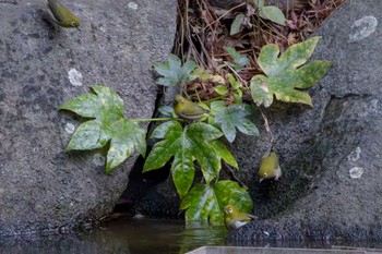 Warbling White-eye 見浜園 Wed, 1/3/2024