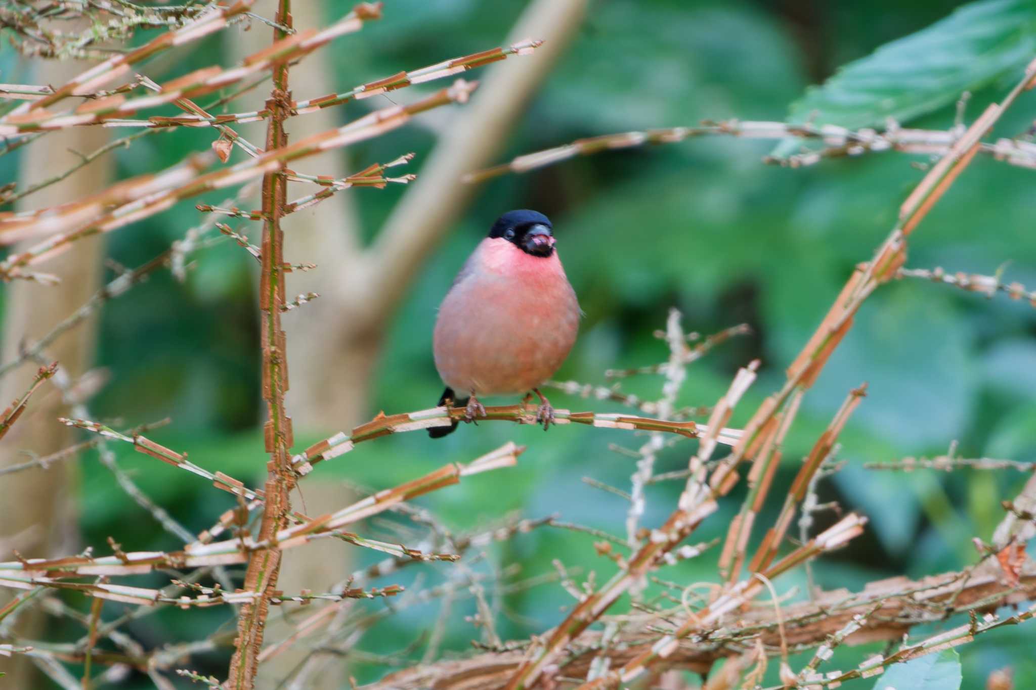 Eurasian Bullfinch