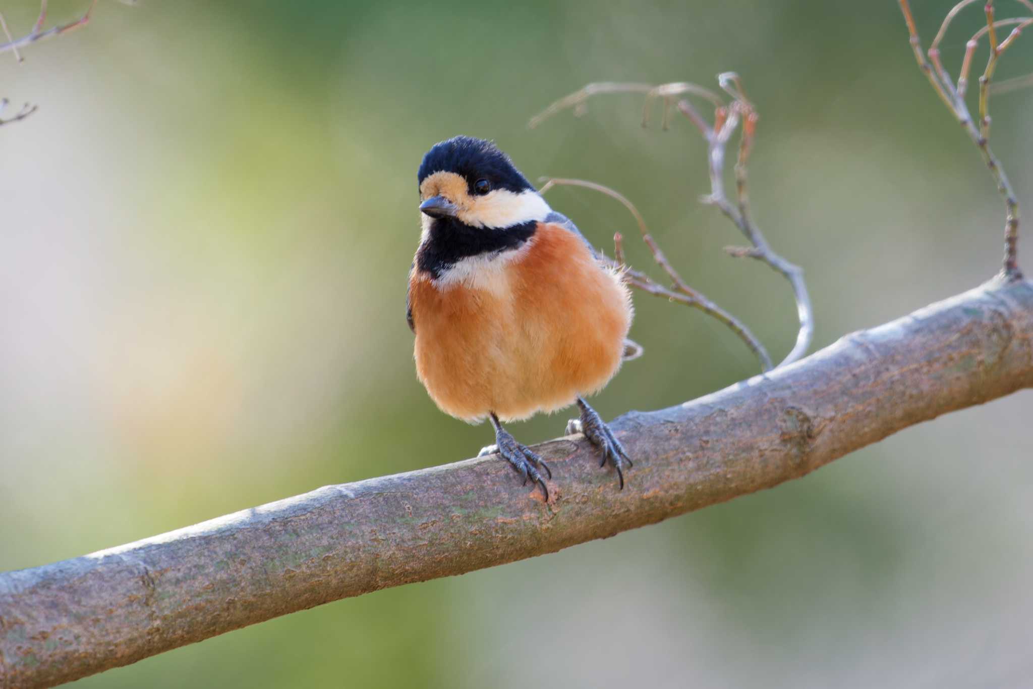 Varied Tit