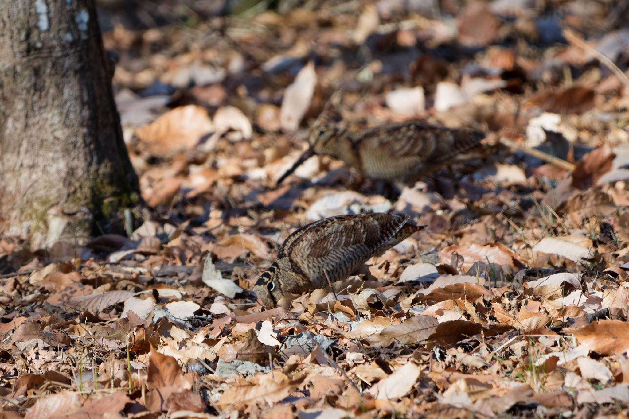 Eurasian Woodcock