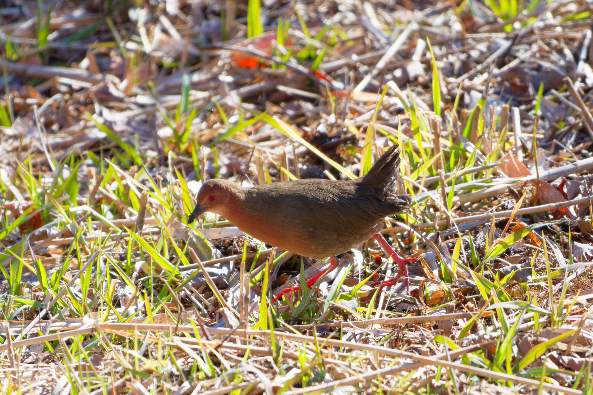 Ruddy-breasted Crake