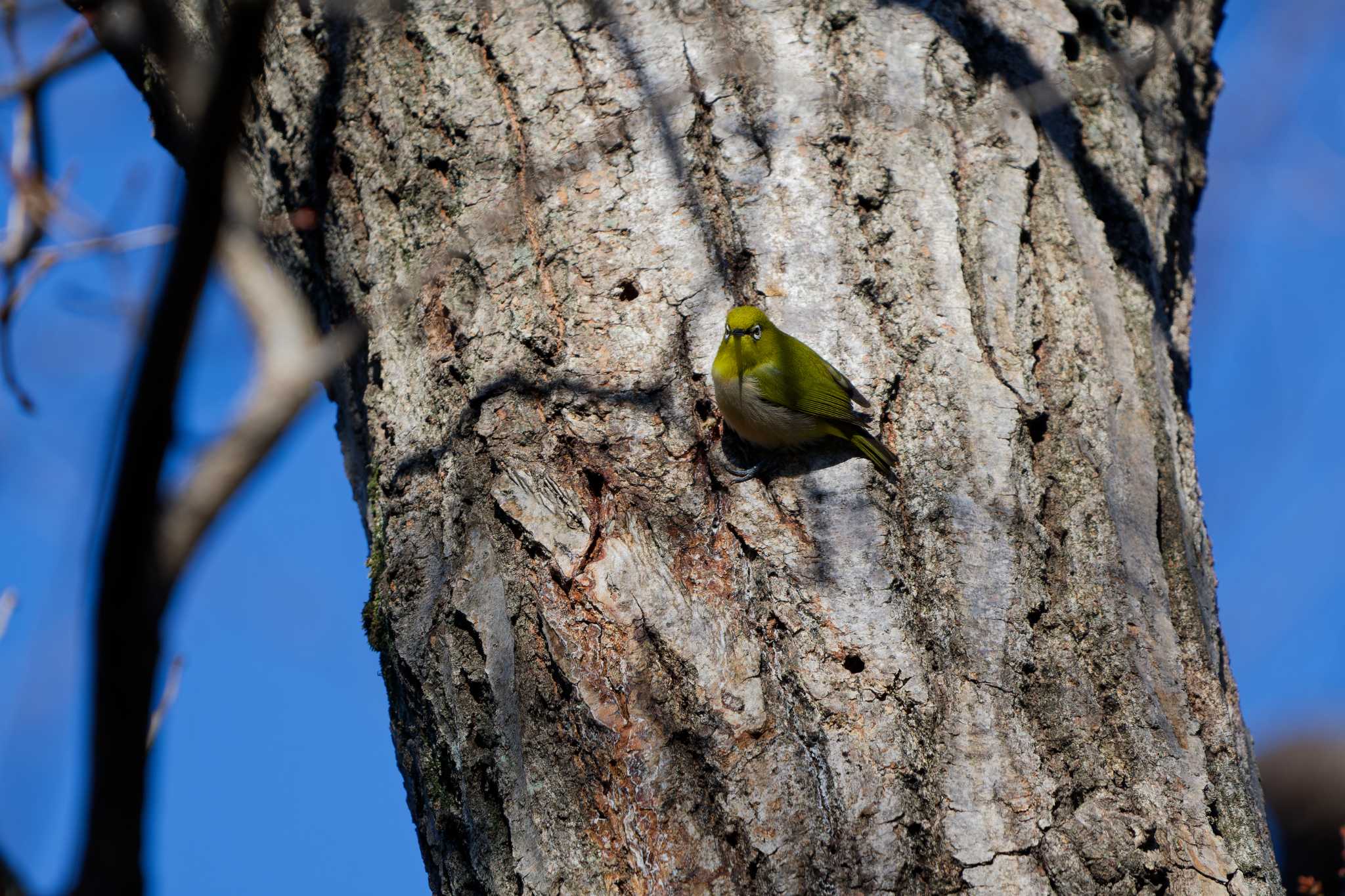 Warbling White-eye