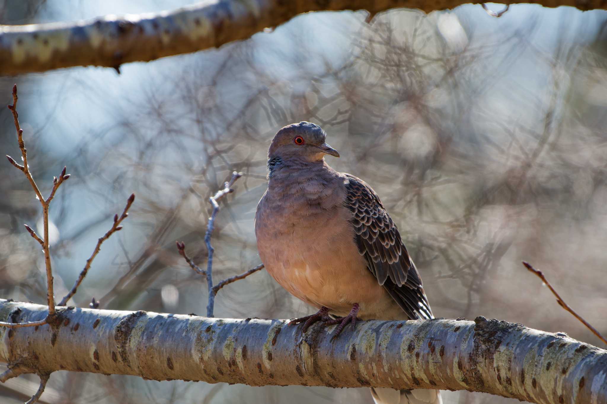 Oriental Turtle Dove